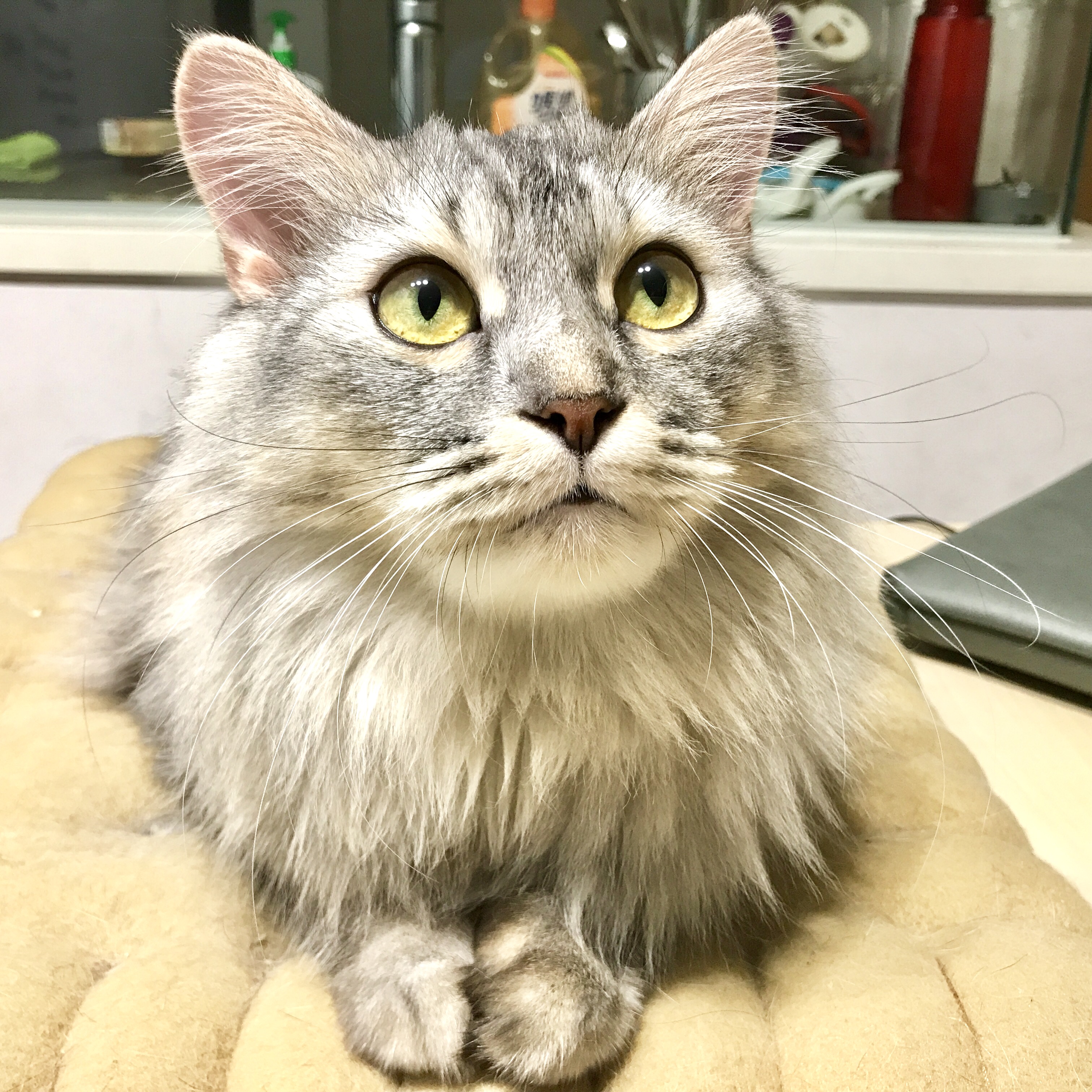 Pebbles, eduKate Punggol's resident cat.