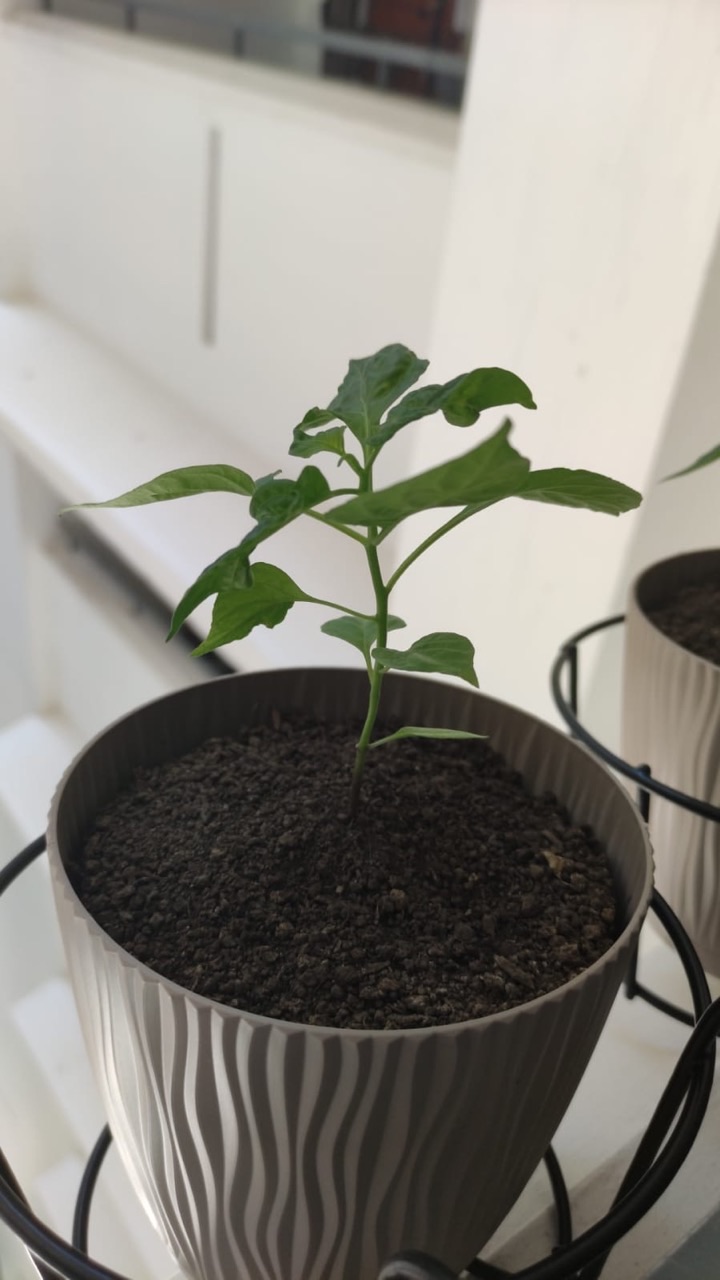 Small chilli plant growing in a pot at an HDB block in Singapore.