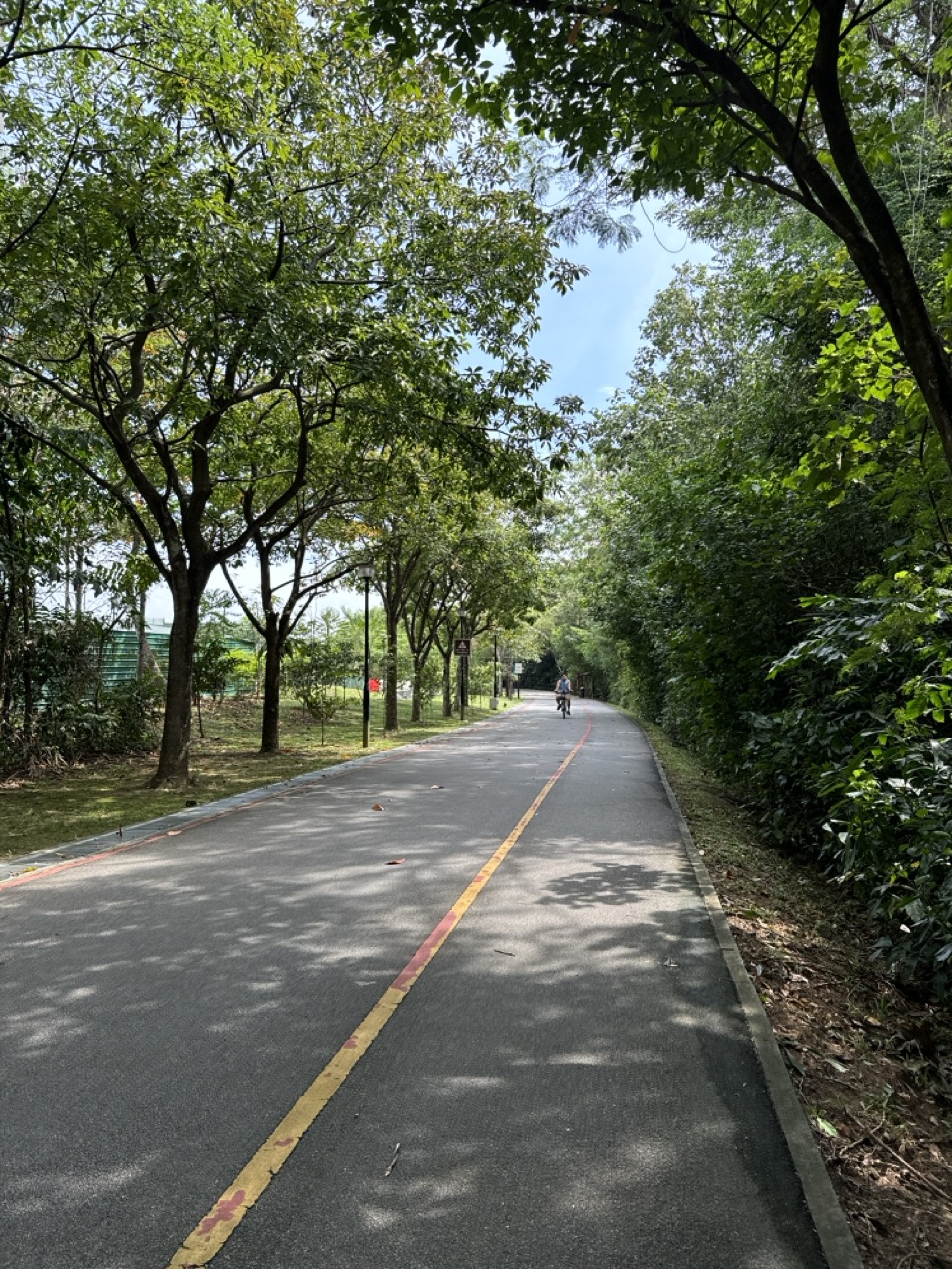 Cyclist riding along a park connector in Punggol, Singapore.